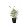 Jardintropic Bambous | - Fargesia scabrida "asian wonder" (bambou non traçant) pot 2 litres - 50/70cm - 4/7 cannes