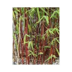 Jardintropic Bambous | - Fargesia scabrida "asian wonder" (bambou non traçant) pot de 5 litres ? 60/80 cm