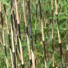 Jardintropic - Fargesia sp jiuzhaigou deep purple (bambou non traçant) pot 10 litres - 80/100cm - 8/12 cannes Best
