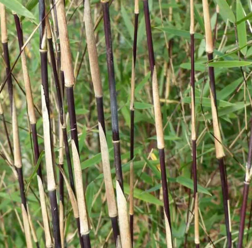 Jardintropic - Fargesia sp jiuzhaigou deep purple (bambou non traçant) pot 10 litres - 80/100cm - 8/12 cannes Best