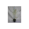 Jardintropic - Fargesia winter joy pot de 10 litres ? 120/140 cm Online