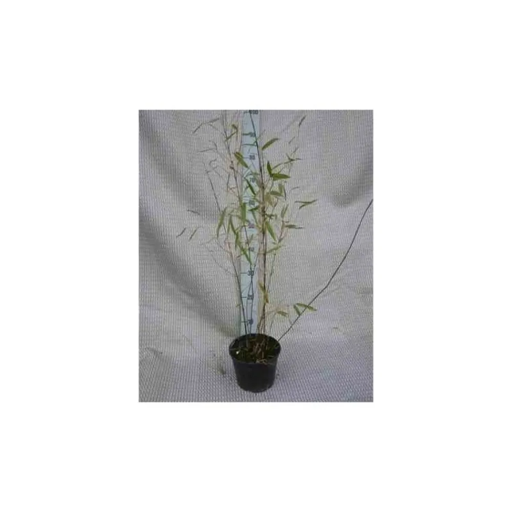 Jardintropic - Fargesia winter joy pot de 10 litres ? 120/140 cm Online