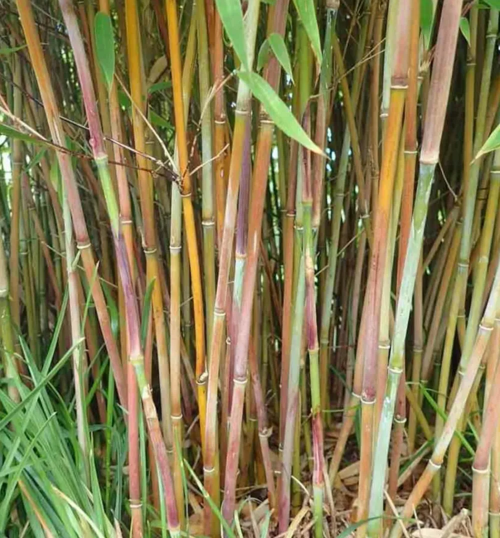 Jardintropic - Fargesia winter joy pot de 10 litres ? 120/140 cm Online