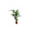 Jardintropic Palmiers D’Intérieur | - Howea forsteriana (kentia) spécimen pot de 45l - 250/300cm