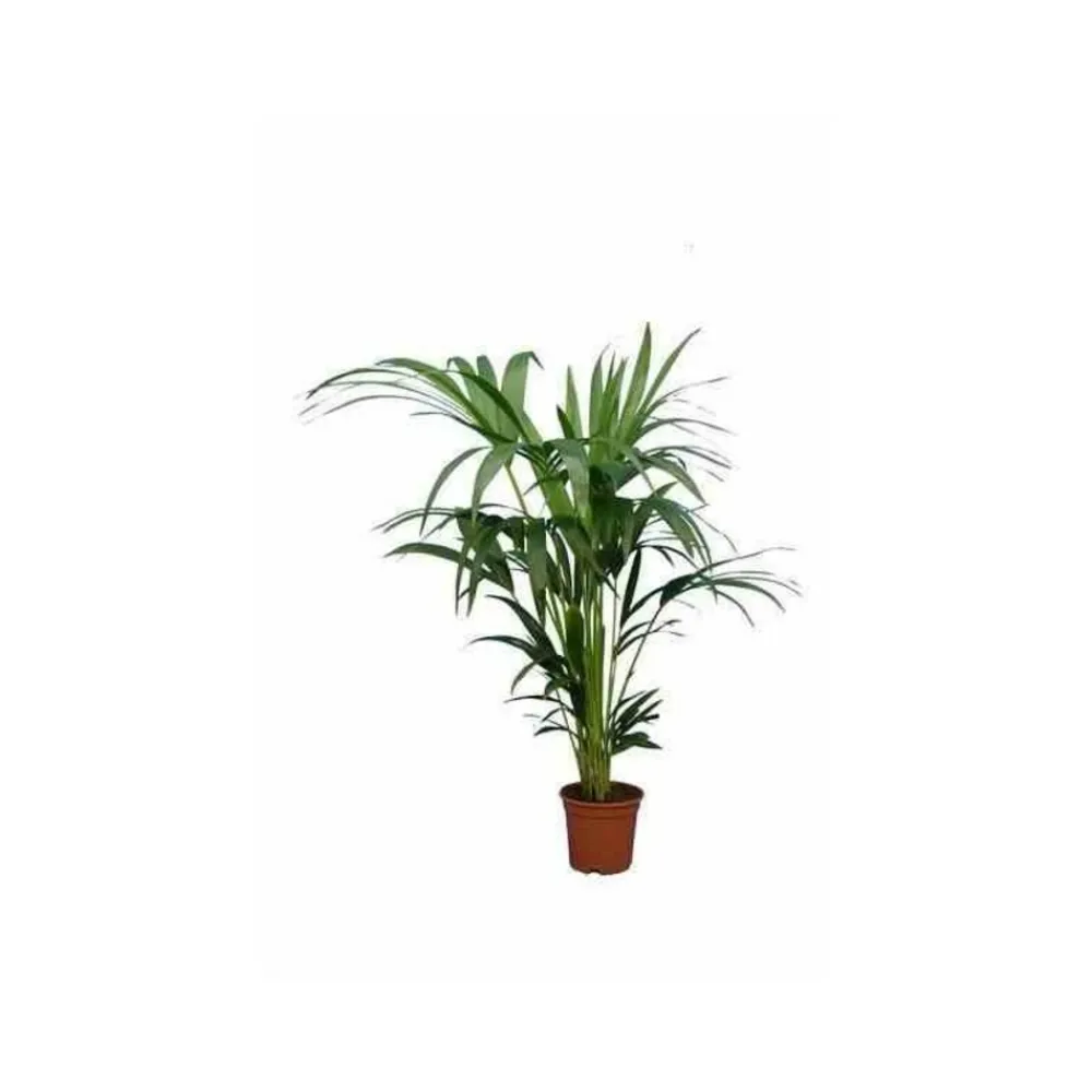 Jardintropic Palmiers D’Intérieur | - Howea forsteriana (kentia) spécimen pot de 45l - 250/300cm
