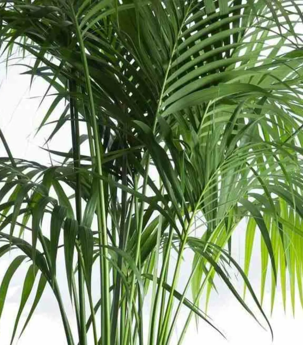 Jardintropic Palmiers D’Intérieur | - Howea forsteriana (kentia) spécimen pot de 45l - 250/300cm