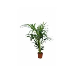 Jardintropic - Howea forsteriana (kentia) spécimen pot de 30 litres -200/250 cm Online