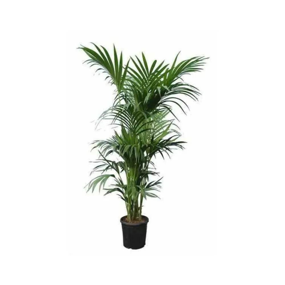 Jardintropic - Howea forsteriana (kentia) spécimen pot de 30 litres -200/250 cm Online