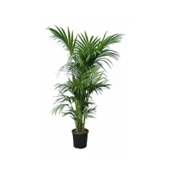 Jardintropic Palmiers D’Intérieur | - Howea forsteriana (kentia) spécimen pot de 25l - 200-225cm