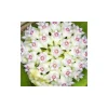 Jardintropic - Hoya acuta (fleur de porcelaine, fleur de cire) taille pot de 2 litres - 20/40 cm - blanc et rose Best