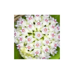 Jardintropic - Hoya acuta (fleur de porcelaine, fleur de cire) taille pot de 2 litres - 20/40 cm - blanc et rose Best