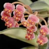 Jardintropic - Hoya anncajanoae (fleur de porcelaine, fleur de cire) rouge - taille pot de 2 litres - 20/40 cm