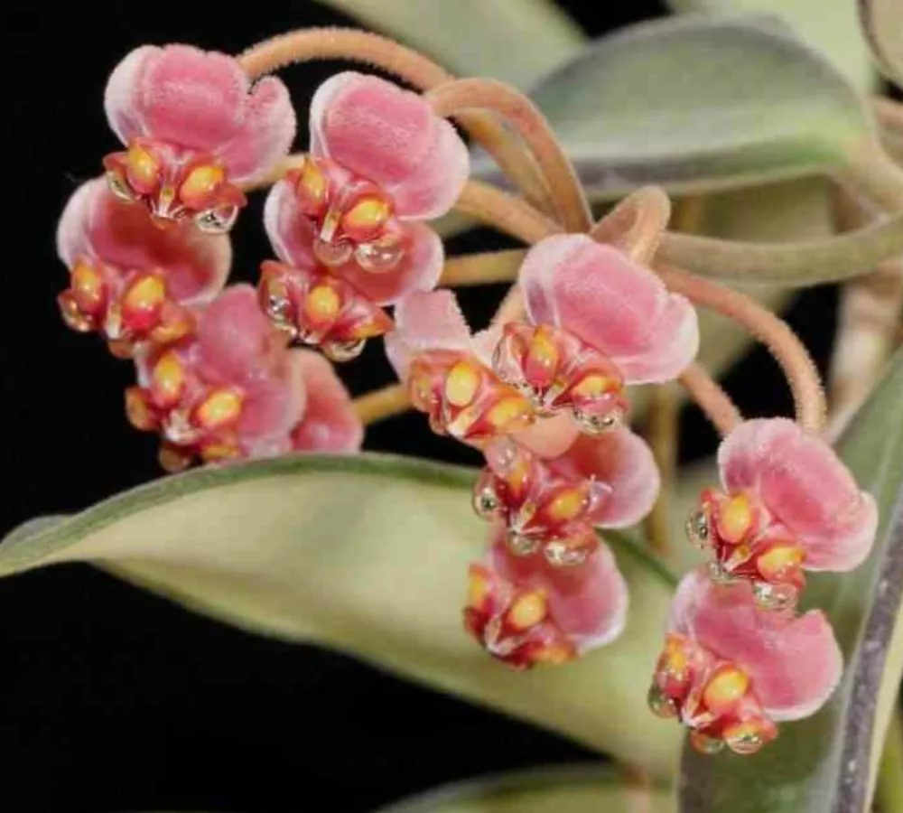 Jardintropic - Hoya anncajanoae (fleur de porcelaine, fleur de cire) rouge - taille pot de 2 litres - 20/40 cm
