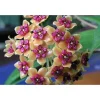Jardintropic - Hoya benquentensis (fleur de porcelaine, fleur de cire) orange - taille pot de 2 litres - 20/40 cm Sale