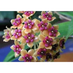 Jardintropic - Hoya benquentensis (fleur de porcelaine, fleur de cire) orange - taille pot de 2 litres - 20/40 cm Sale