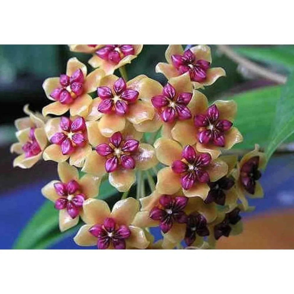 Jardintropic - Hoya benquentensis (fleur de porcelaine, fleur de cire) orange - taille pot de 2 litres - 20/40 cm Sale
