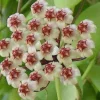Jardintropic - Hoya brevialata (fleur de porcelaine, fleur de cire) taille pot de 2 litres - 20/40 cm - blanche Outlet