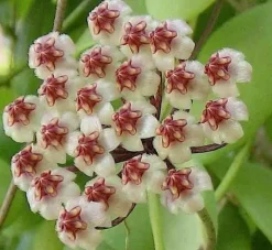 Jardintropic - Hoya brevialata (fleur de porcelaine, fleur de cire) taille pot de 2 litres - 20/40 cm - blanche Outlet