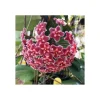 Jardintropic - Hoya carnosa (fleurs rouge) (fleur de porcelaine, fleur de cire) e - taille pot de 2 litres - 20/40 cm Outlet
