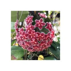 Jardintropic - Hoya carnosa (fleurs rouge) (fleur de porcelaine, fleur de cire) e - taille pot de 2 litres - 20/40 cm Outlet