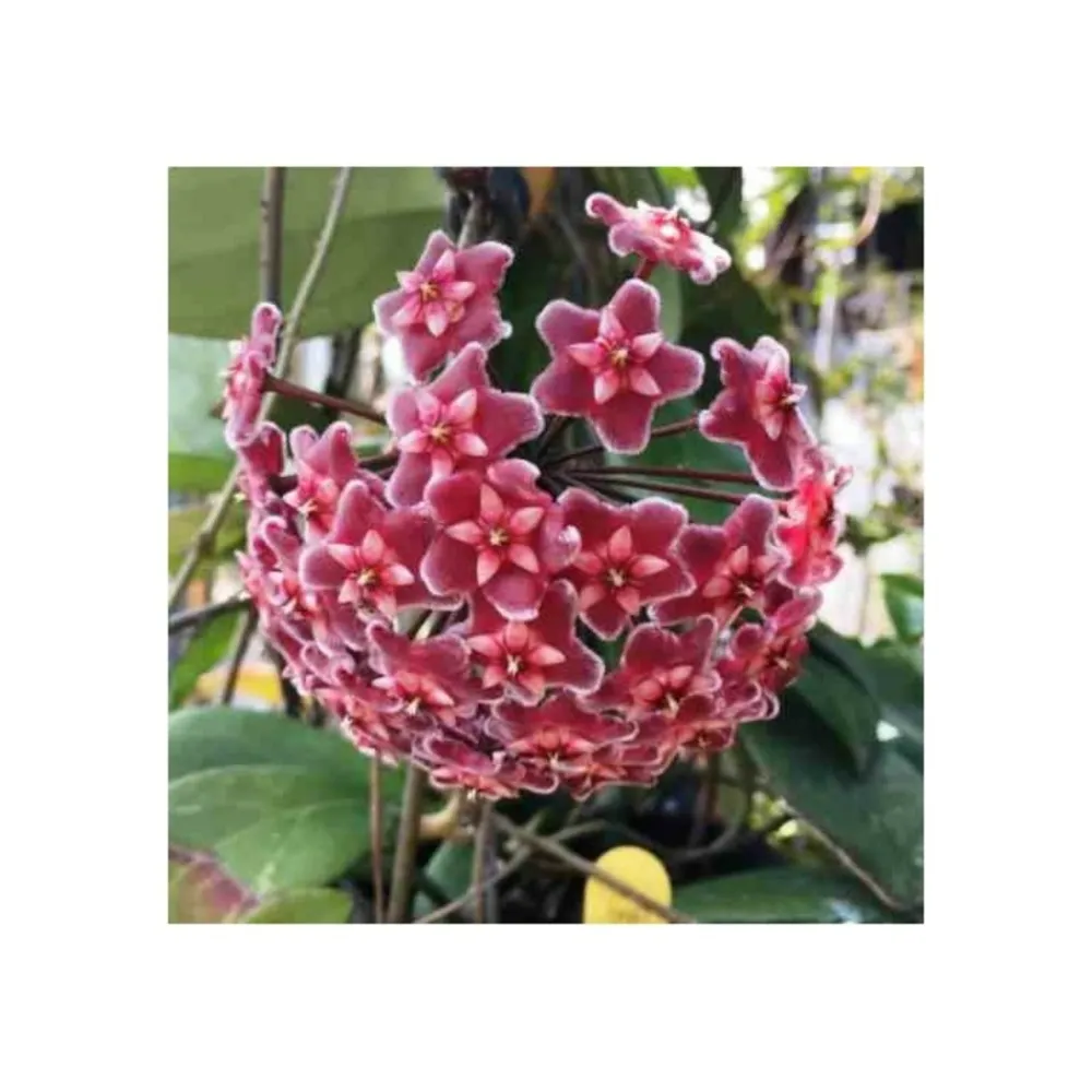 Jardintropic - Hoya carnosa (fleurs rouge) (fleur de porcelaine, fleur de cire) e - taille pot de 2 litres - 20/40 cm Outlet