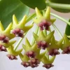 Jardintropic - Hoya cumingiana (fleur de porcelaine, fleur de cire) - taille pot de 2 litres - 20/40 cm New