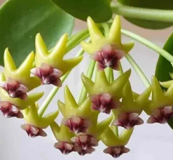 Jardintropic - Hoya cumingiana (fleur de porcelaine, fleur de cire) - taille pot de 2 litres - 20/40 cm New