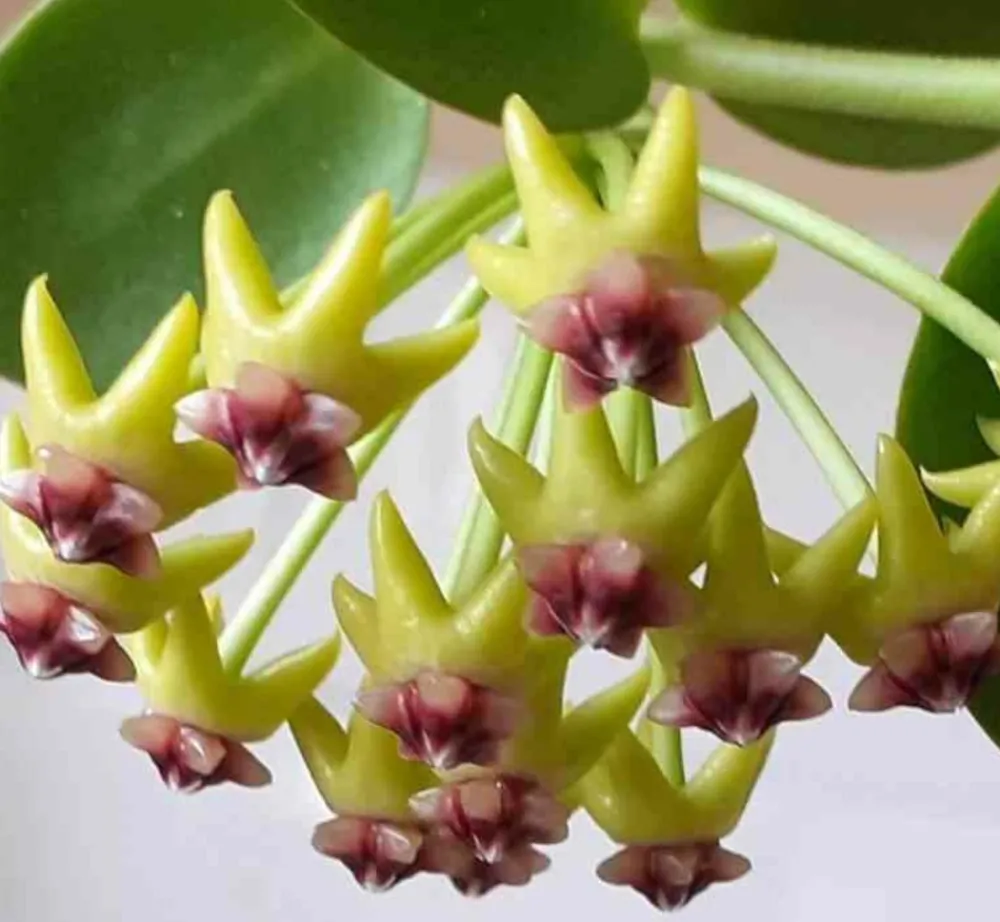 Jardintropic - Hoya cumingiana (fleur de porcelaine, fleur de cire) - taille pot de 2 litres - 20/40 cm New