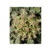Jardintropic - Hoya curtisii (fleur de porcelaine, fleur de cire) taille pot de 2 litres - 20/40 cm - blanc et mauve Clearance