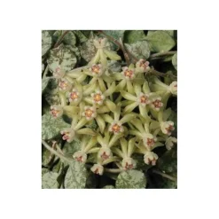Jardintropic - Hoya curtisii (fleur de porcelaine, fleur de cire) taille pot de 2 litres - 20/40 cm - blanc et mauve Clearance