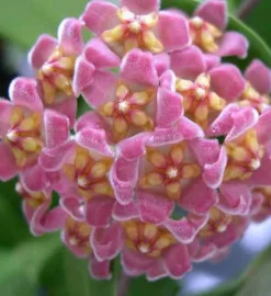 Jardintropic - Hoya davidcummingii (fleur de porcelaine, fleur de cire) rose - taille pot de 2 litres - 20/40 cm Outlet