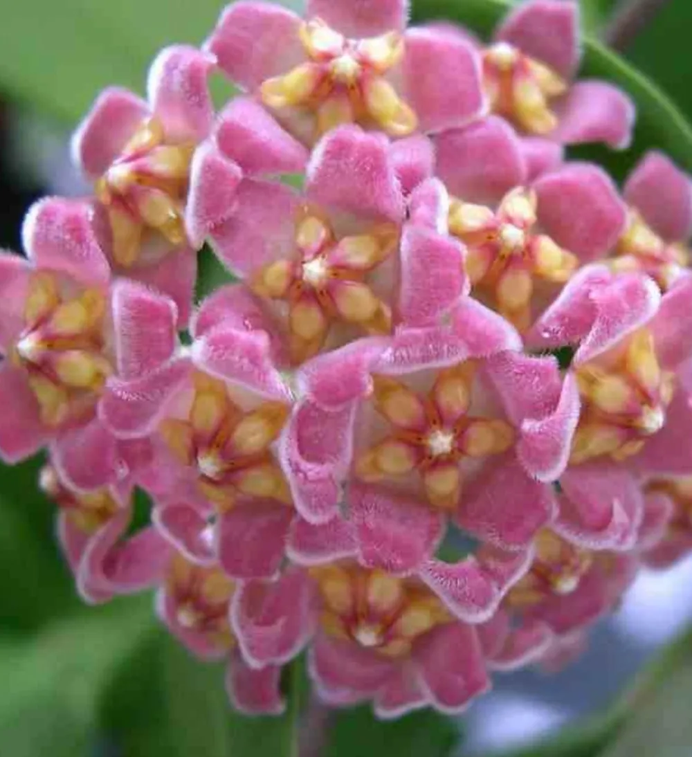 Jardintropic - Hoya davidcummingii (fleur de porcelaine, fleur de cire) rose - taille pot de 2 litres - 20/40 cm Outlet