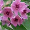Jardintropic - Hoya dennisii (fleur de porcelaine, fleur de cire) rose - taille pot de 2 litres - 20/40 cm Online
