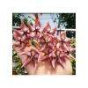 Jardintropic - Hoya kaimuki grosse fleur (fleur de porcelaine, fleur de cire) rose - taille pot de 2 litres - 20/40 cm Outlet