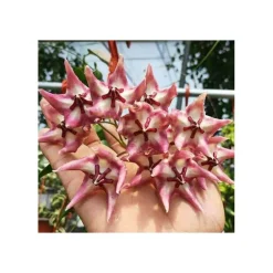 Jardintropic - Hoya kaimuki grosse fleur (fleur de porcelaine, fleur de cire) rose - taille pot de 2 litres - 20/40 cm Outlet