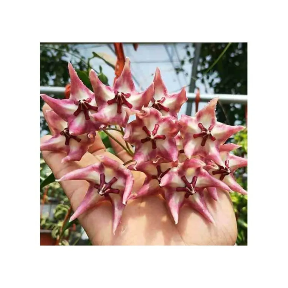 Jardintropic - Hoya kaimuki grosse fleur (fleur de porcelaine, fleur de cire) rose - taille pot de 2 litres - 20/40 cm Outlet