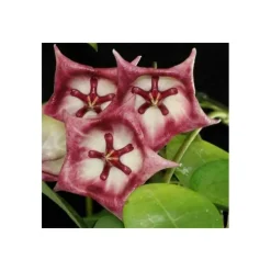 Jardintropic - Hoya kaimuki grosse fleur (fleur de porcelaine, fleur de cire) rose - taille pot de 2 litres - 20/40 cm Outlet