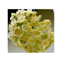 Jardintropic - Hoya kenejiana (fleur de porcelaine, fleur de cire) jaune - taille pot de 2 litres - 20/40 cm New