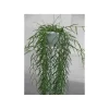 Jardintropic - Hoya linearis (fleur de porcelaine, fleur de cire) taille pot de 1 litre ? 30/40 cm - blanc et rose