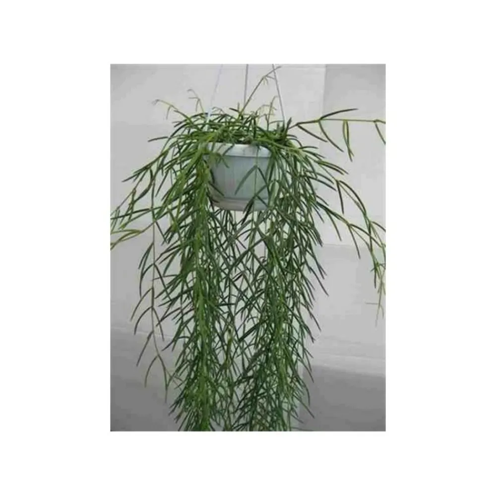 Jardintropic - Hoya linearis (fleur de porcelaine, fleur de cire) taille pot de 1 litre ? 30/40 cm - blanc et rose