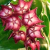 Jardintropic - Hoya macgillivrayi (fleur de porcelaine, fleur de cire) rose - taille pot de 2 litres - 20/40 cm Discount