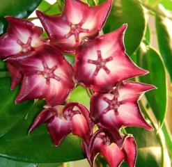 Jardintropic - Hoya macgillivrayi (fleur de porcelaine, fleur de cire) rose - taille pot de 2 litres - 20/40 cm Discount