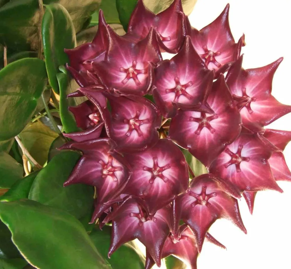 Jardintropic - Hoya macgillivrayi (fleur de porcelaine, fleur de cire) rose - taille pot de 2 litres - 20/40 cm Discount