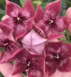 Jardintropic - Hoya megalaster (fleur de porcelaine, fleur de cire) taille pot de 2 litres - 20/40 cm - violet New