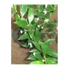 Jardintropic - Hoya odorata (fleur de porcelaine, fleur de cire) blanc - taille pot de 2 litres - 20/40 cm Best