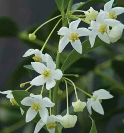 Jardintropic - Hoya odorata (fleur de porcelaine, fleur de cire) blanc - taille pot de 2 litres - 20/40 cm Best