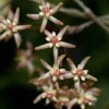 Jardintropic - Hoya padangensis (fleur de porcelaine, fleur de cire) taille pot de 2 litres - 20/40 cm - Best