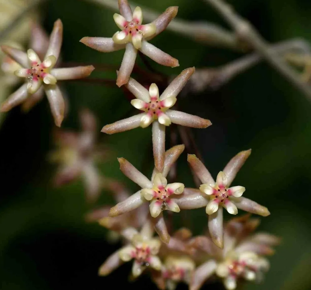 Jardintropic - Hoya padangensis (fleur de porcelaine, fleur de cire) taille pot de 2 litres - 20/40 cm - Best
