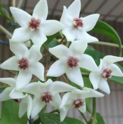 Jardintropic - Hoya paziae (fleur de porcelaine, fleur de cire) taille pot de 2 litres - 20/40 cm - blanc et rose Outlet