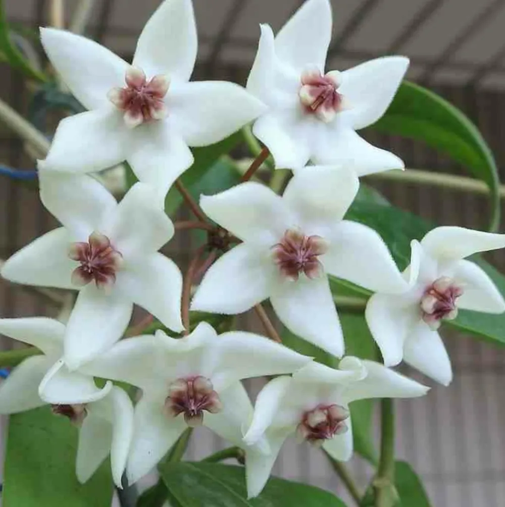 Jardintropic - Hoya paziae (fleur de porcelaine, fleur de cire) taille pot de 2 litres - 20/40 cm - blanc et rose Outlet